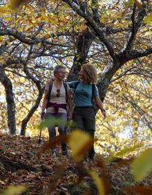 Imagen secundaria 2 - Bosque del Cobre. Los colores del otoño en el Valle del Genal son un poderoso atractivo que lleva a miles de personas los fines de semana a pasear entre los castaños, un momento que cada año se retrasa más. 