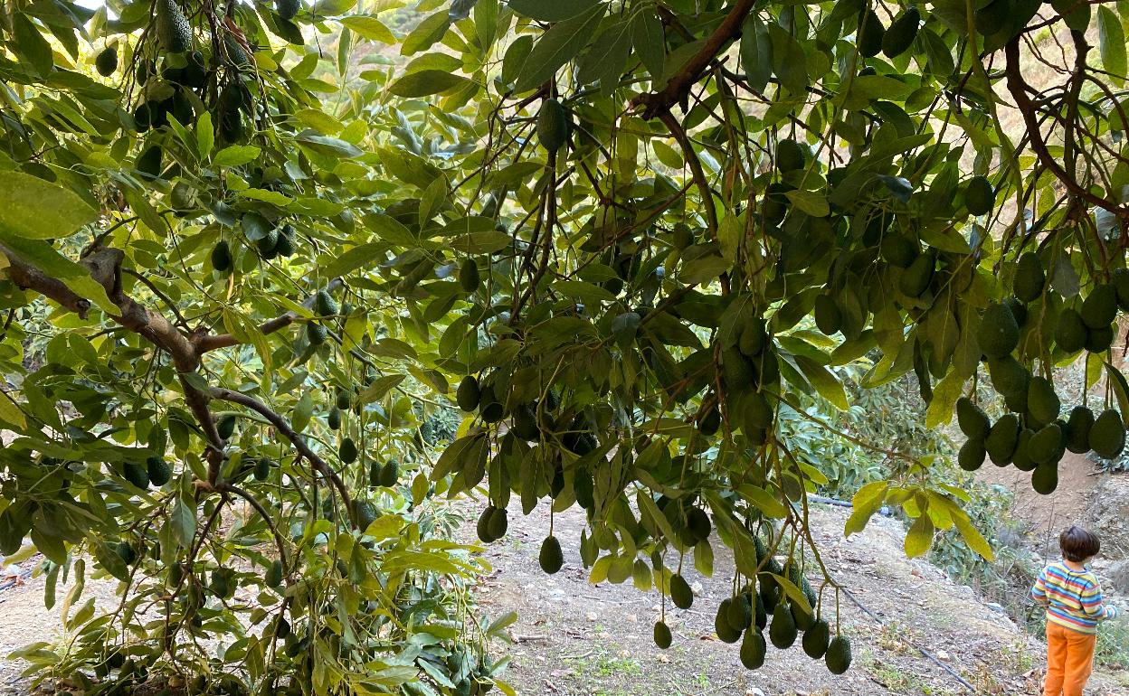 La recolección del aguacate de la variedad Hass se extenderá hasta el mes de mayo. 