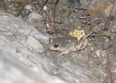 Imagen secundaria 1 - Trilogía de publicaciones sobre el sapo partero bético. Abajo, el macho de esta especie es el encargado de custodiar los huevos. Lidia Jiménez es la autora de estas publicaciones divulgativas