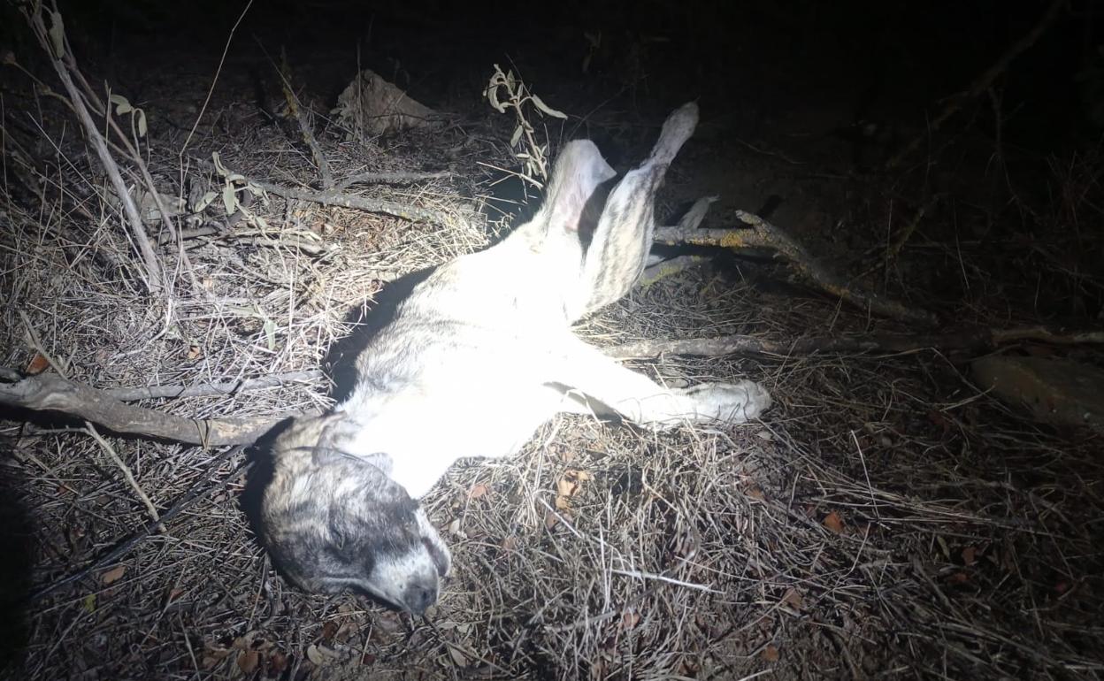 Una imagen de la cachorra, que fue encontrada sin vida y con signos de estrangulamiento. 