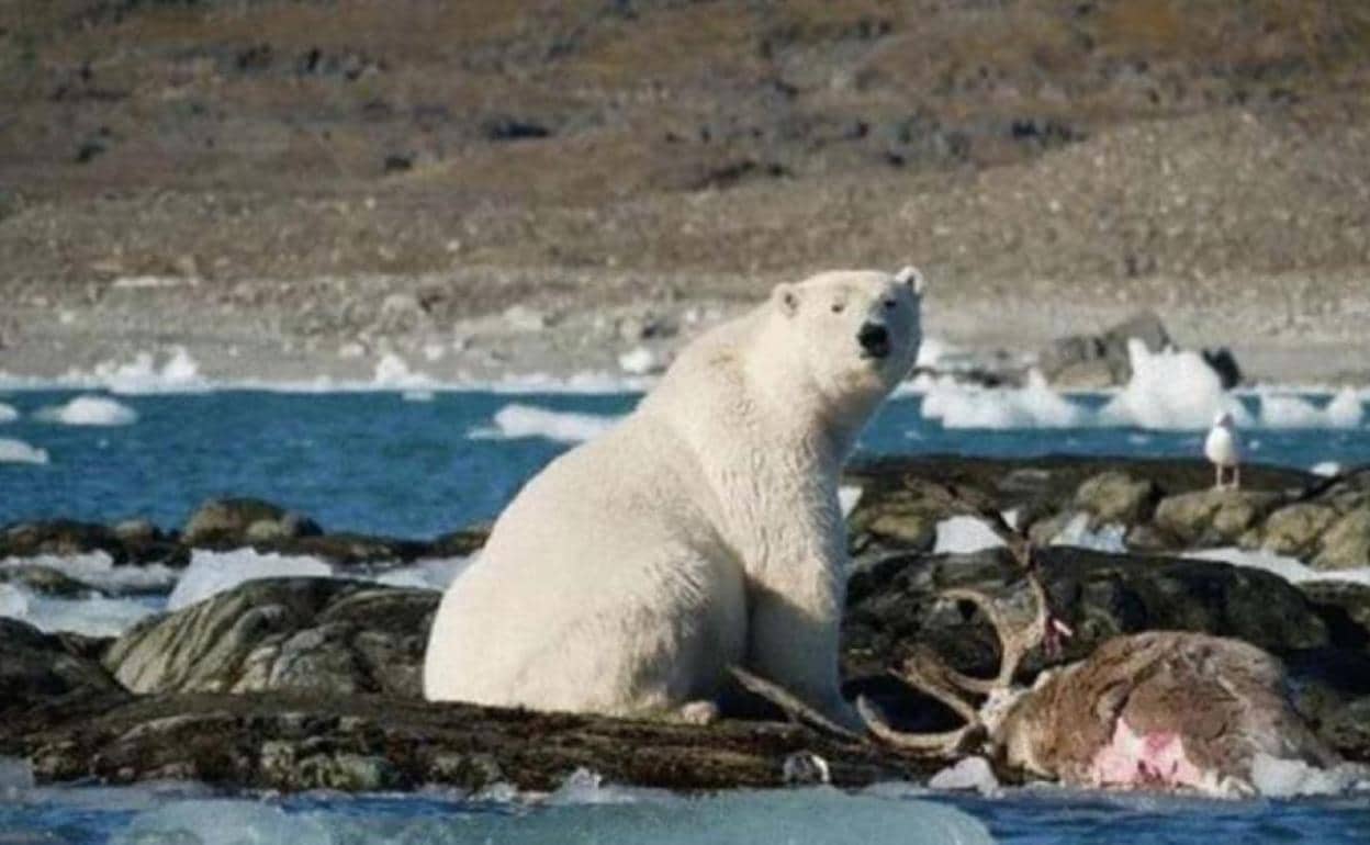 Una osa ártica con el reno al que atrapó en aguas abiertas, escena nunca antes docuementada.