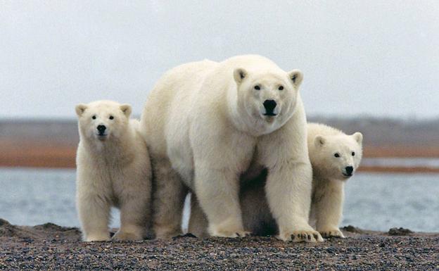 Oso polar con sus crías en el parque nacional del Ártico, Alaska.