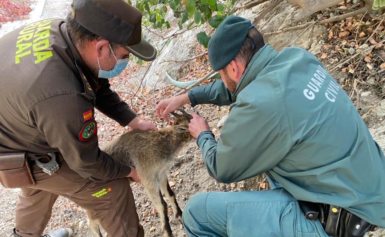 El guarda rural de Frigiliana y el agente del Seprona de la Guardia Civil, este martes liberando al animal. 