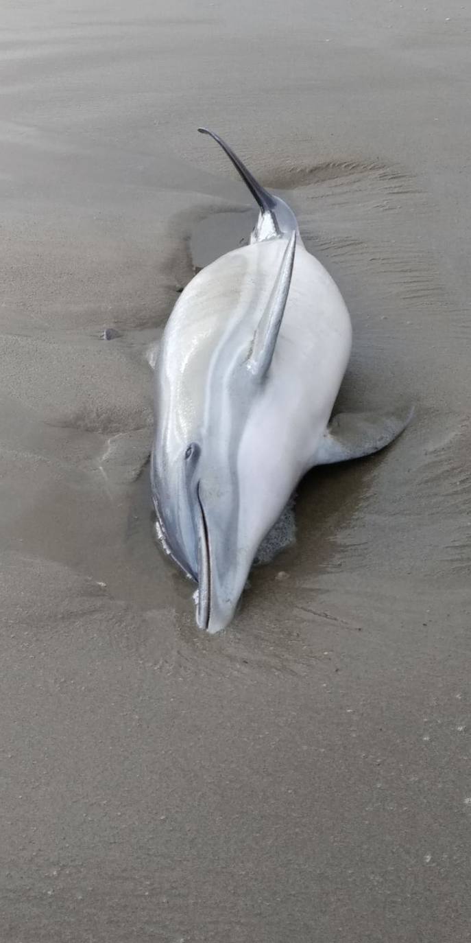 Fotos: El servicio de Sanidad Animal y Ambiental de Marbella ha rescatado este año a más de mil animales vivos