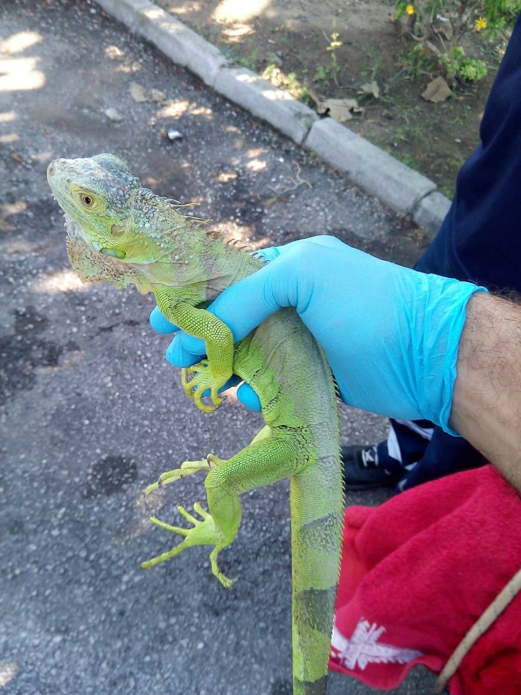 Fotos: El servicio de Sanidad Animal y Ambiental de Marbella ha rescatado este año a más de mil animales vivos