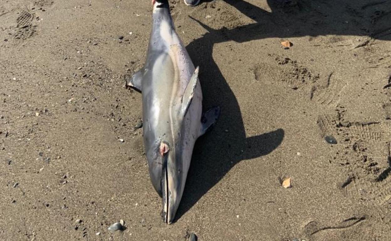 Ejemplar localizado en la playa de la Malagueta.