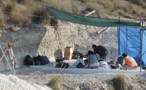 Excavación en el corte MV4, donde se realiza la investigación. 