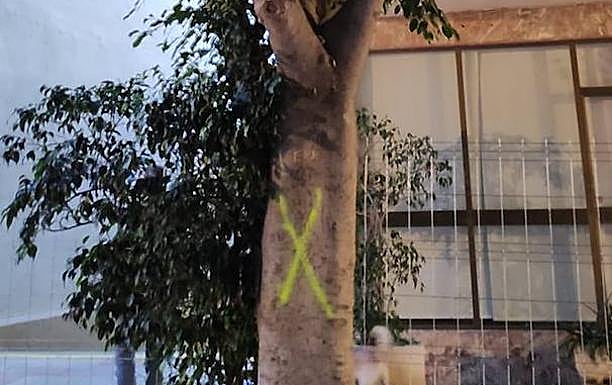 Árbol señalado para talar. j. dueñas