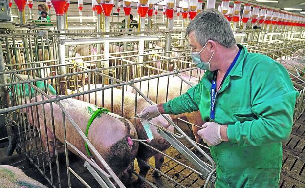 Festival de feromonas. Un operario procede a inseminar a una hembra que ha entrado en celo con el material de verracos criados en otras granjas.