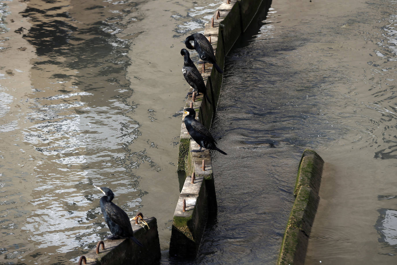El Ayuntamiento baraja suprimir las fuentes que están en desuso y crear «un mecanismo de embellecimiento» para evitar la mala imagen que generan los grafitis