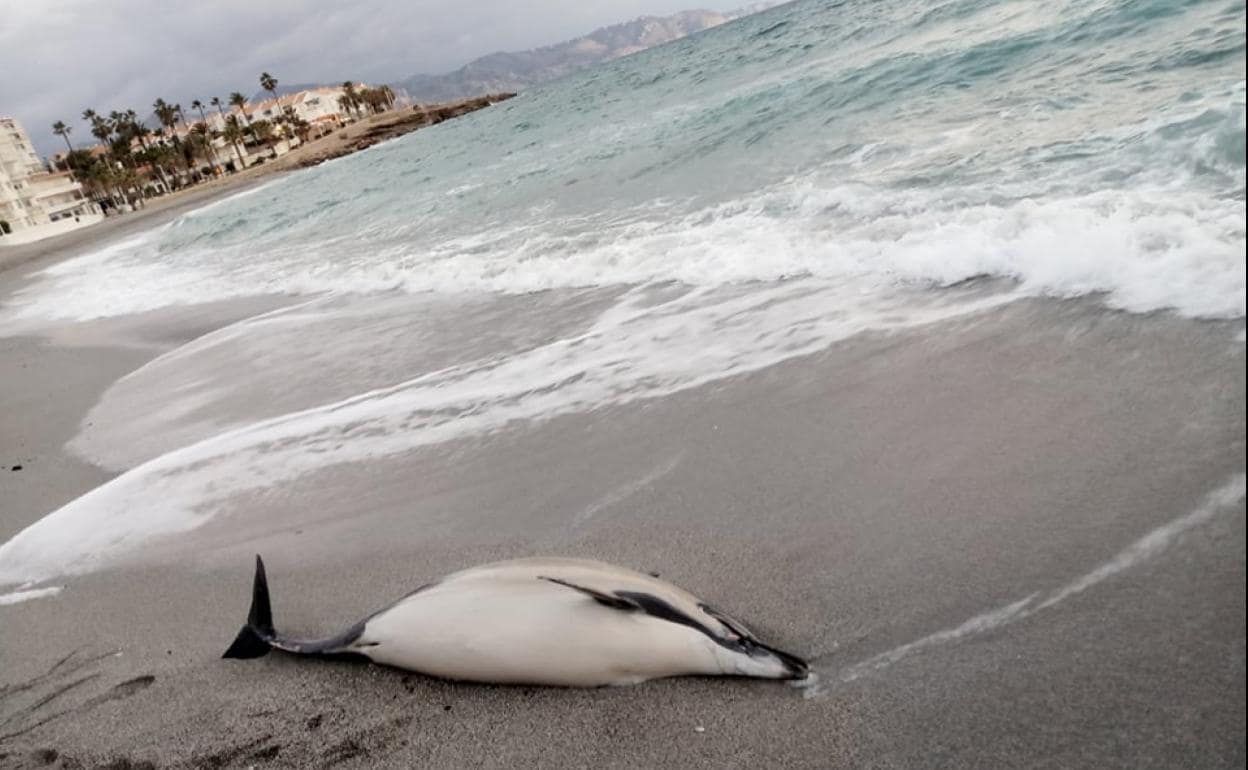 Imagen del delfín encontrado este lunes en la playa nerjeña de La Torrecilla. 