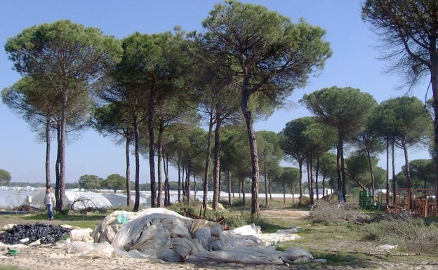 Plantación de fresas en el entorno de Doñana.