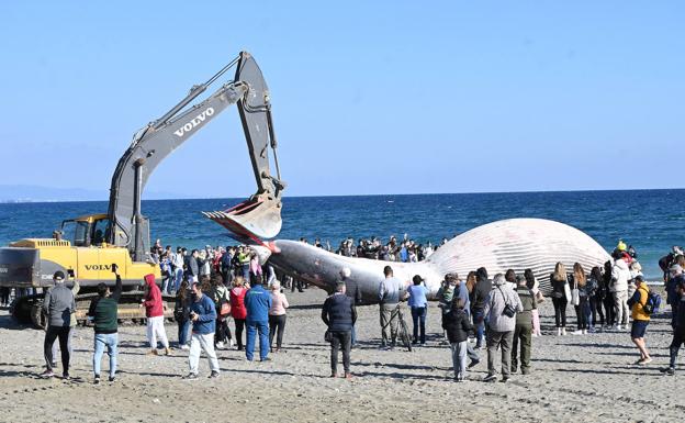 Aparece el cadáver de una ballena varada de más de catorce metros en Estepona