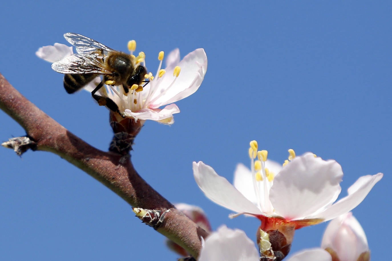 Cada año los almendros en Málaga florecen antes 