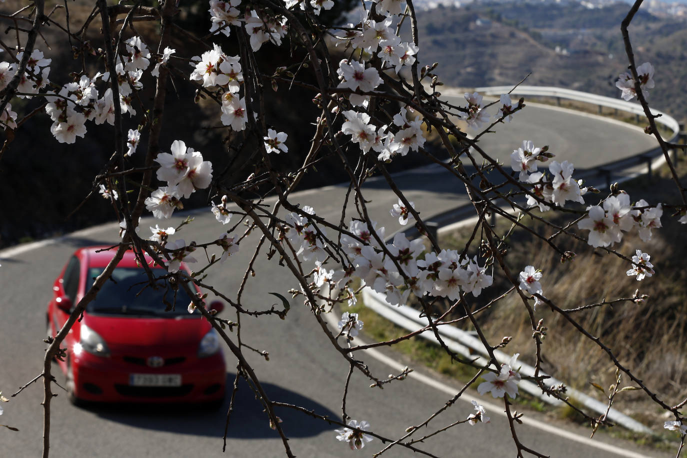 Cada año los almendros en Málaga florecen antes 