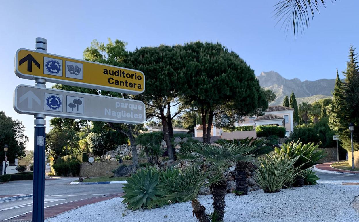 El Plan Director de Arbolado Urbano será una realidad