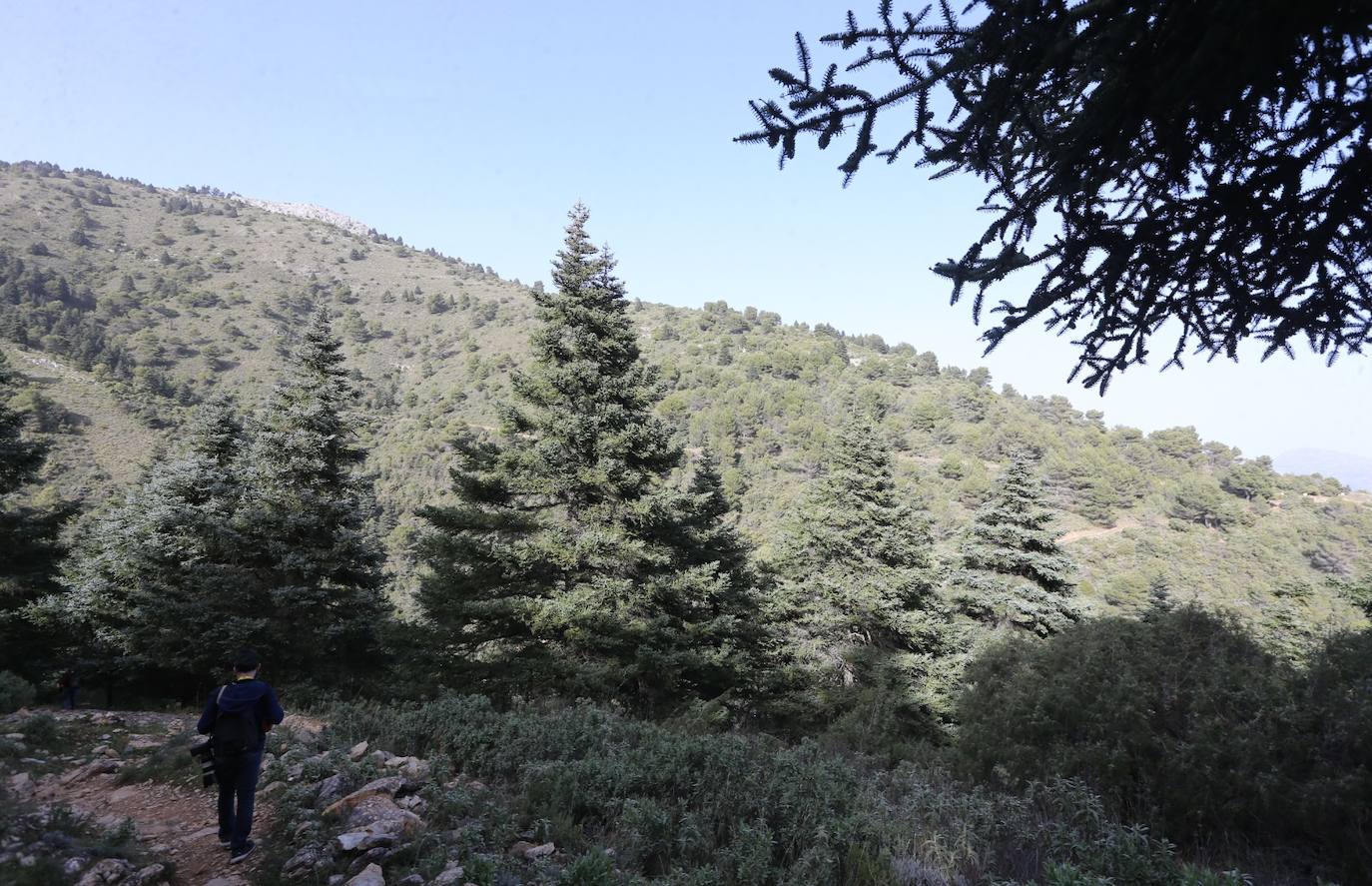 Pedro Sánchez recalcó que la consideración de Parque Nacional es «una fuente de oportunidades» para el desarrollo de la Sierra de las Nieves 