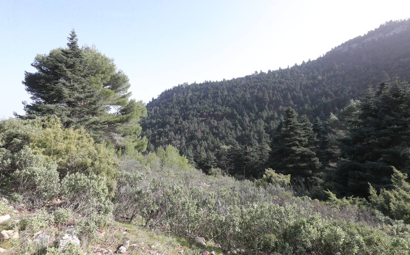 Pedro Sánchez recalcó que la consideración de Parque Nacional es «una fuente de oportunidades» para el desarrollo de la Sierra de las Nieves 