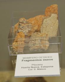 Imagen secundaria 2 - El Museo Paleontológico de Estepona suma una nueva colección de fósiles de hace 1,8 millones de años