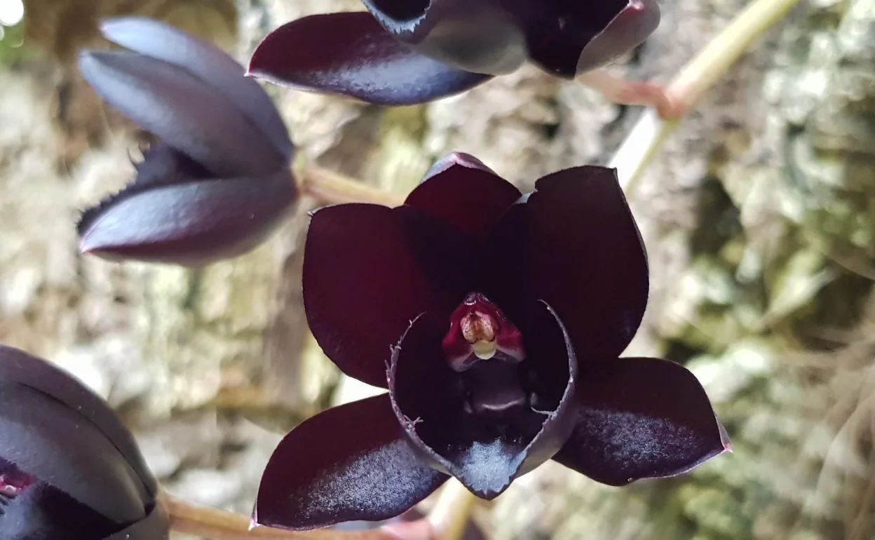 Florece una orquídea negra «única» en el parque botánico de Estepona |  Diario Sur