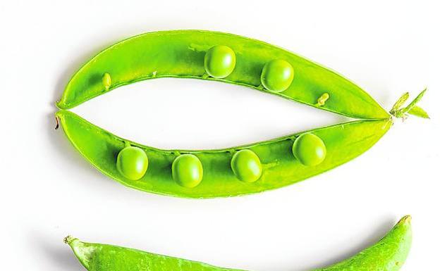 Leguminosa. El guisante es una planta leguminosa de las más antiguas cultivadas.