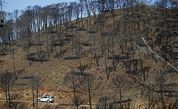 Imagen principal - Brotes verdes en Sierra Bermeja seis meses después del infierno