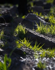 Imagen secundaria 2 - Brotes verdes en Sierra Bermeja seis meses después del infierno