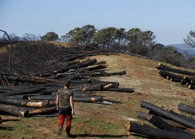 Imagen secundaria 1 - Brotes verdes en Sierra Bermeja seis meses después del infierno