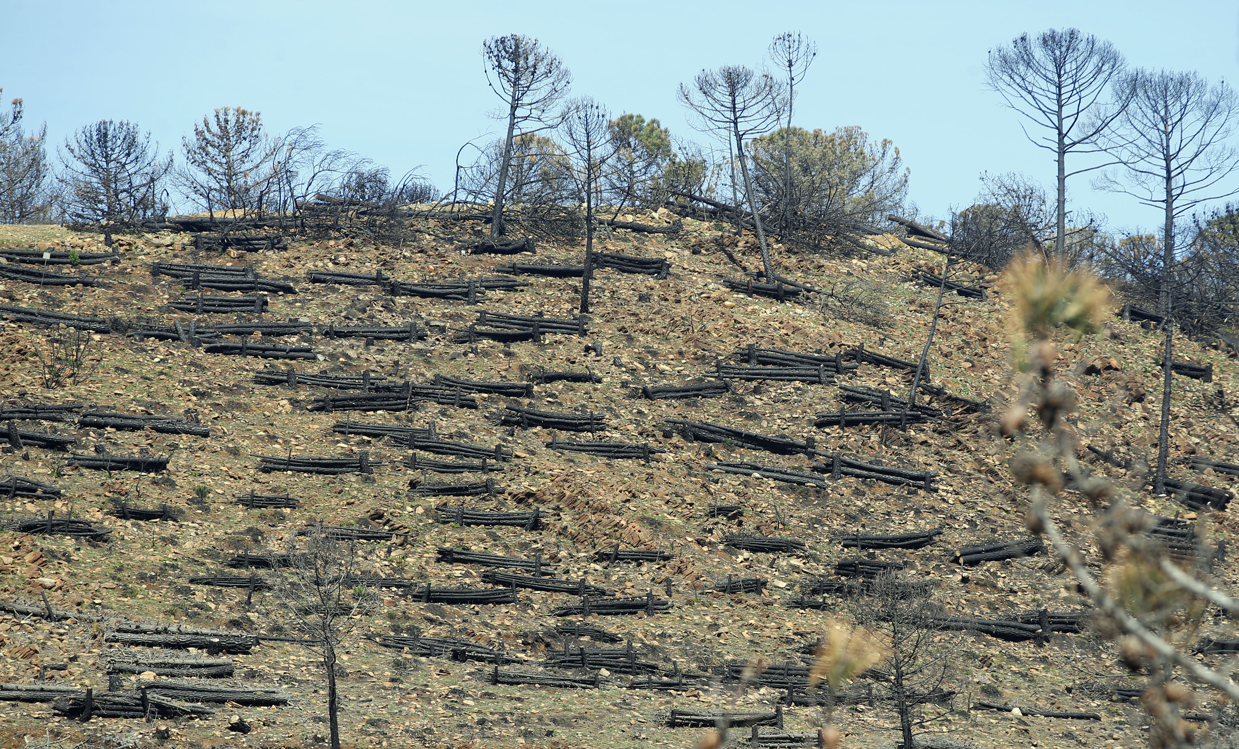 Más de 9.000 hectáreas de bosque quedaron aniquilados por el fuego. Una visita a la zona afectada, seis meses después, revela cómo la naturaleza trata de recuperarse en el Valle del Genal