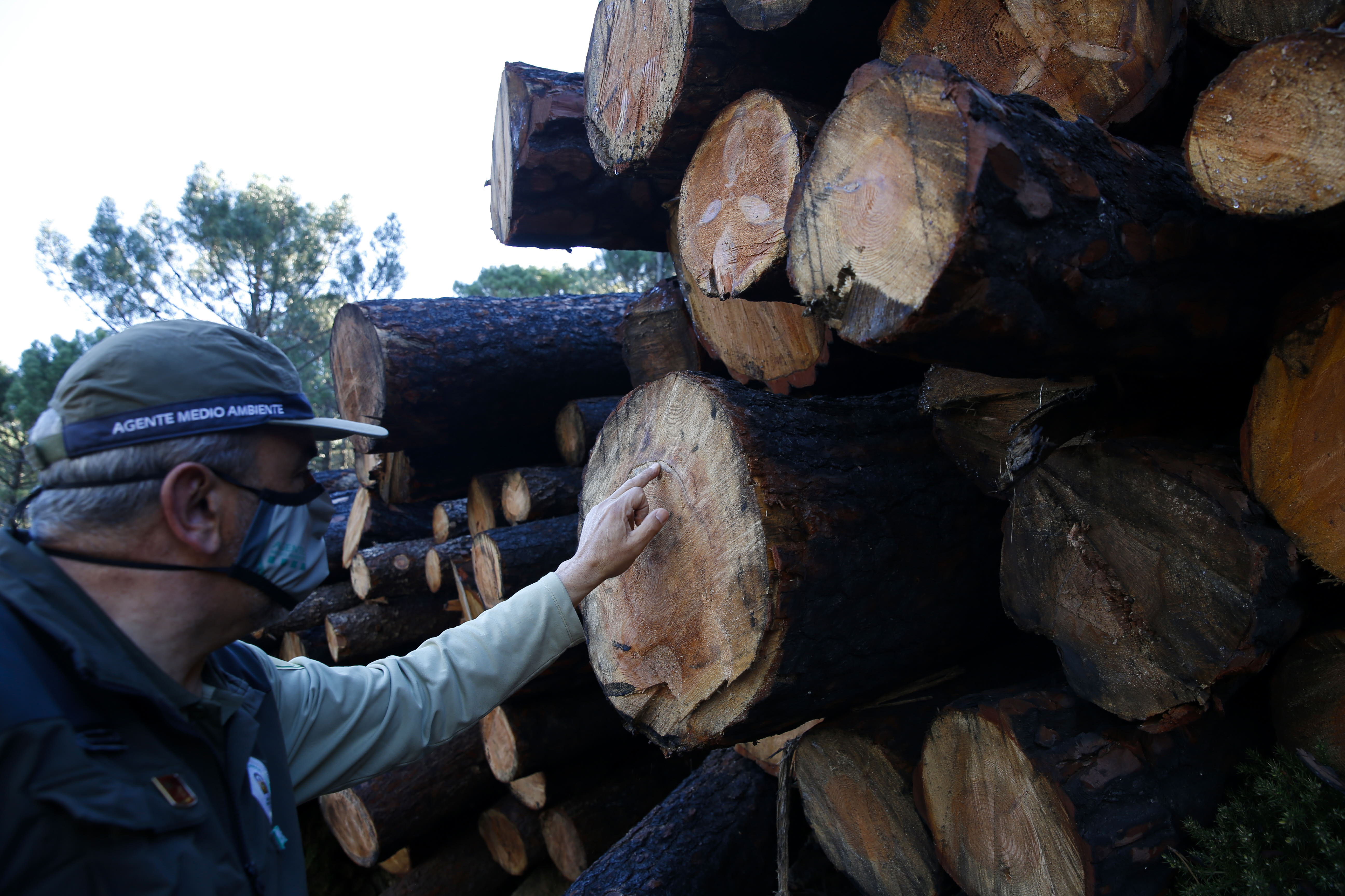 Más de 9.000 hectáreas de bosque quedaron aniquilados por el fuego. Una visita a la zona afectada, seis meses después, revela cómo la naturaleza trata de recuperarse en el Valle del Genal