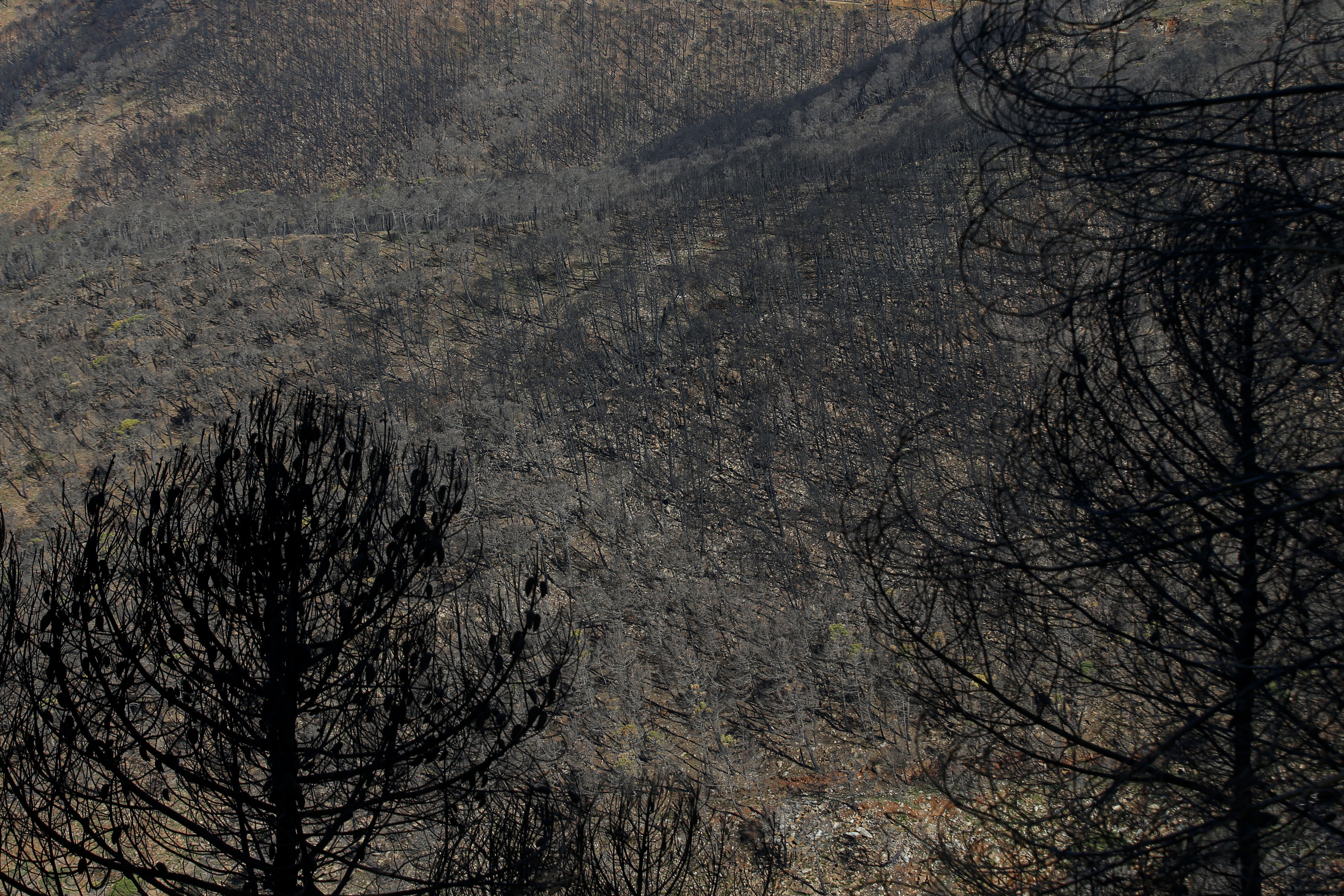 Más de 9.000 hectáreas de bosque quedaron aniquilados por el fuego. Una visita a la zona afectada, seis meses después, revela cómo la naturaleza trata de recuperarse en el Valle del Genal