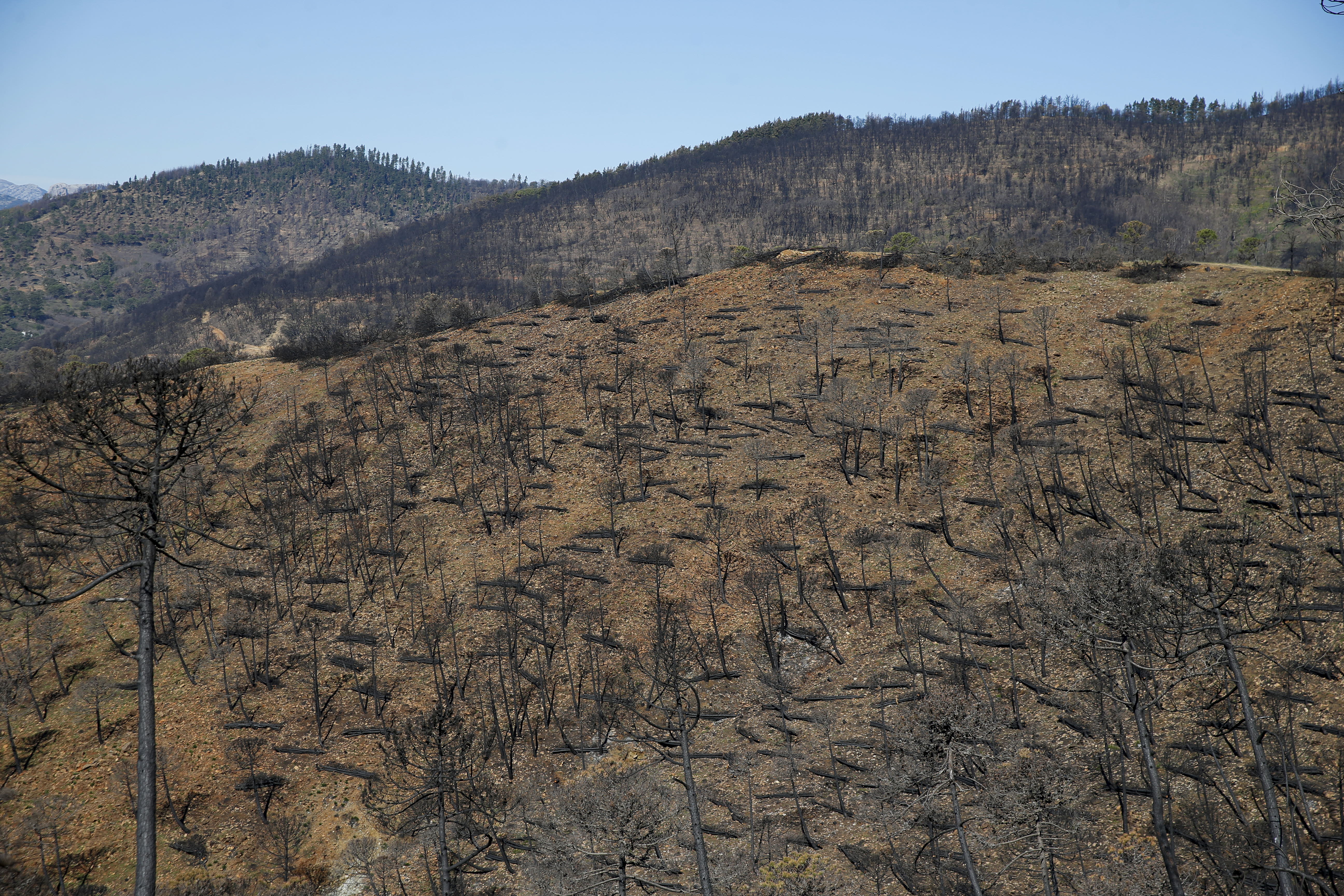 Más de 9.000 hectáreas de bosque quedaron aniquilados por el fuego. Una visita a la zona afectada, seis meses después, revela cómo la naturaleza trata de recuperarse en el Valle del Genal