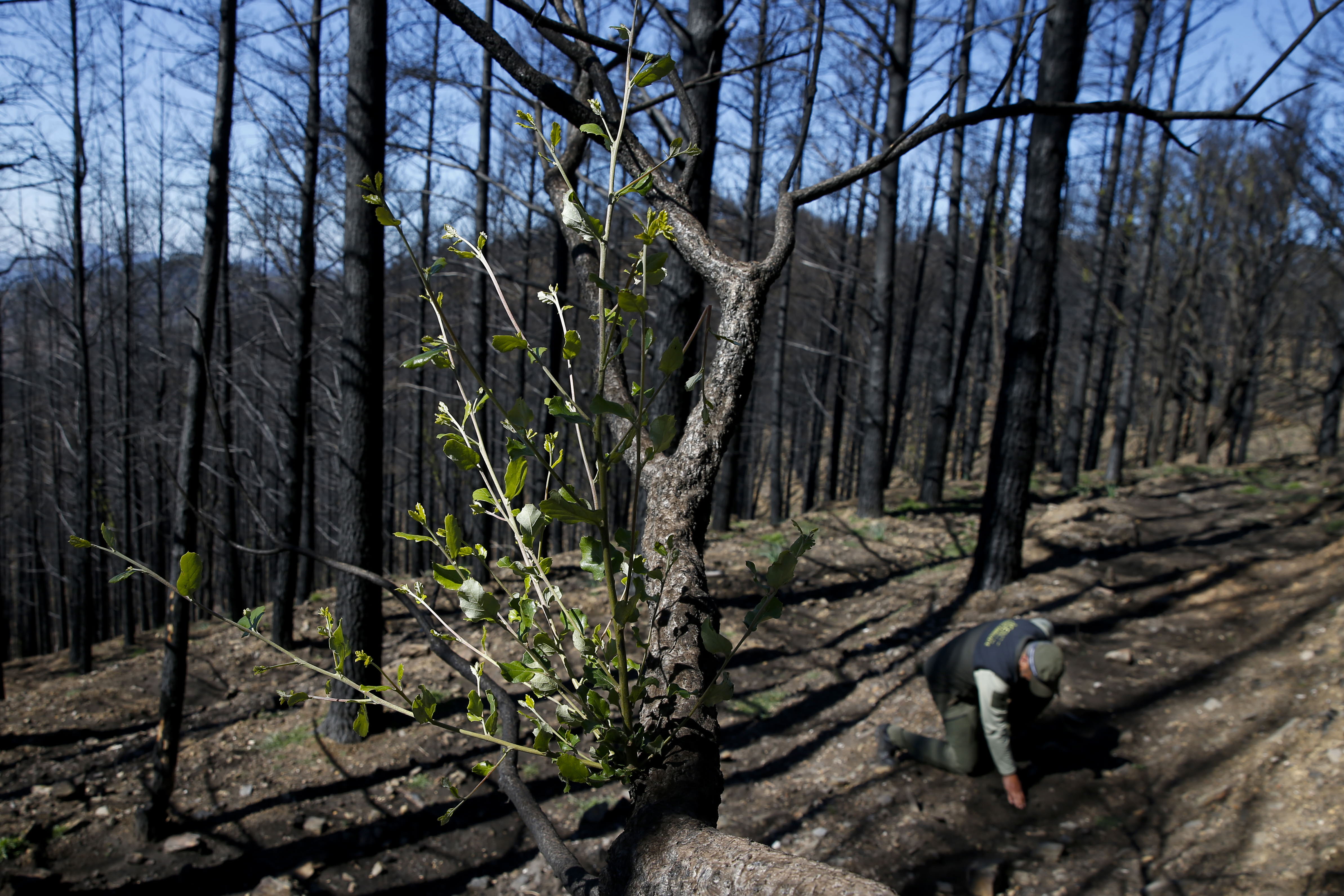 Más de 9.000 hectáreas de bosque quedaron aniquilados por el fuego. Una visita a la zona afectada, seis meses después, revela cómo la naturaleza trata de recuperarse en el Valle del Genal