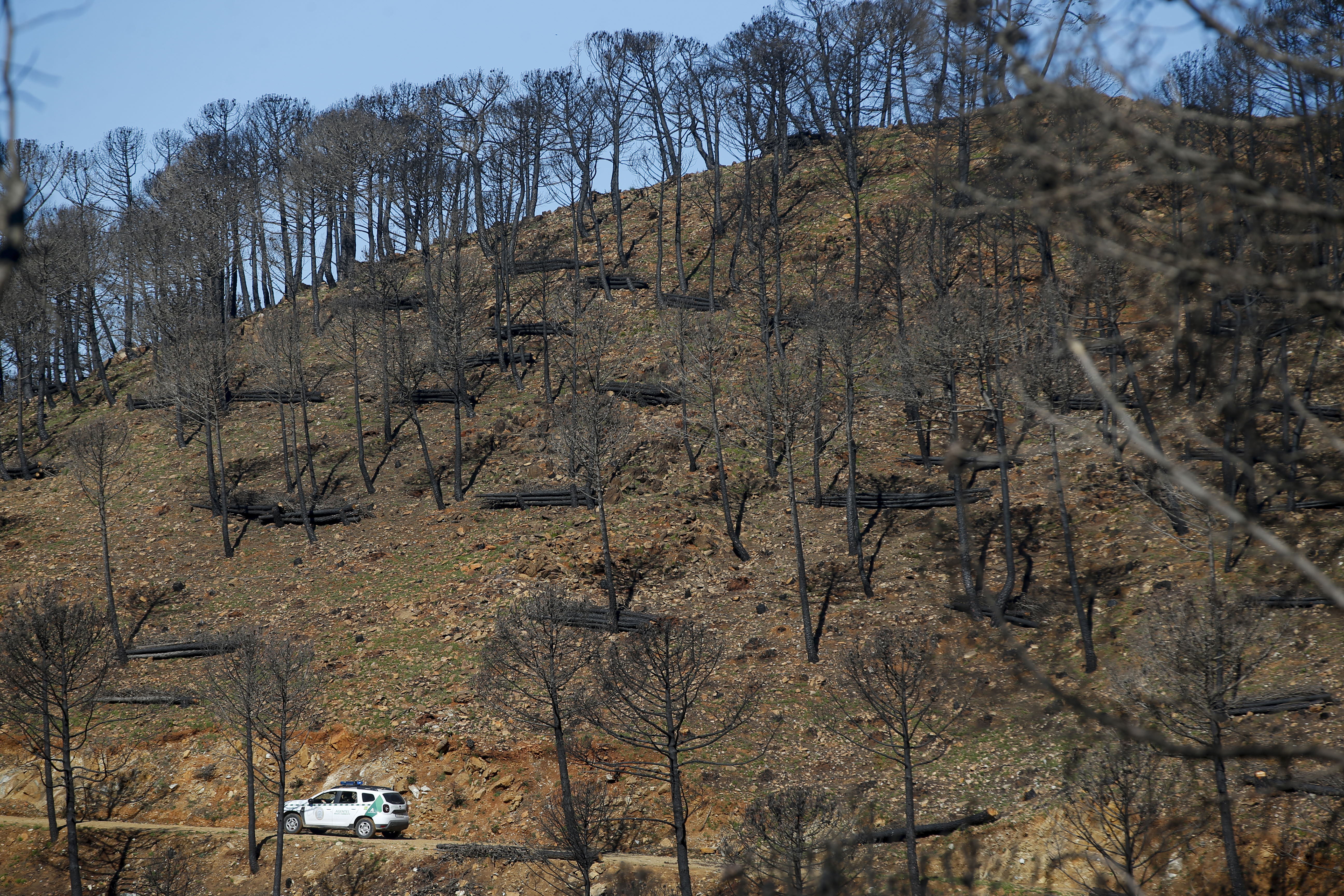 Más de 9.000 hectáreas de bosque quedaron aniquilados por el fuego. Una visita a la zona afectada, seis meses después, revela cómo la naturaleza trata de recuperarse en el Valle del Genal