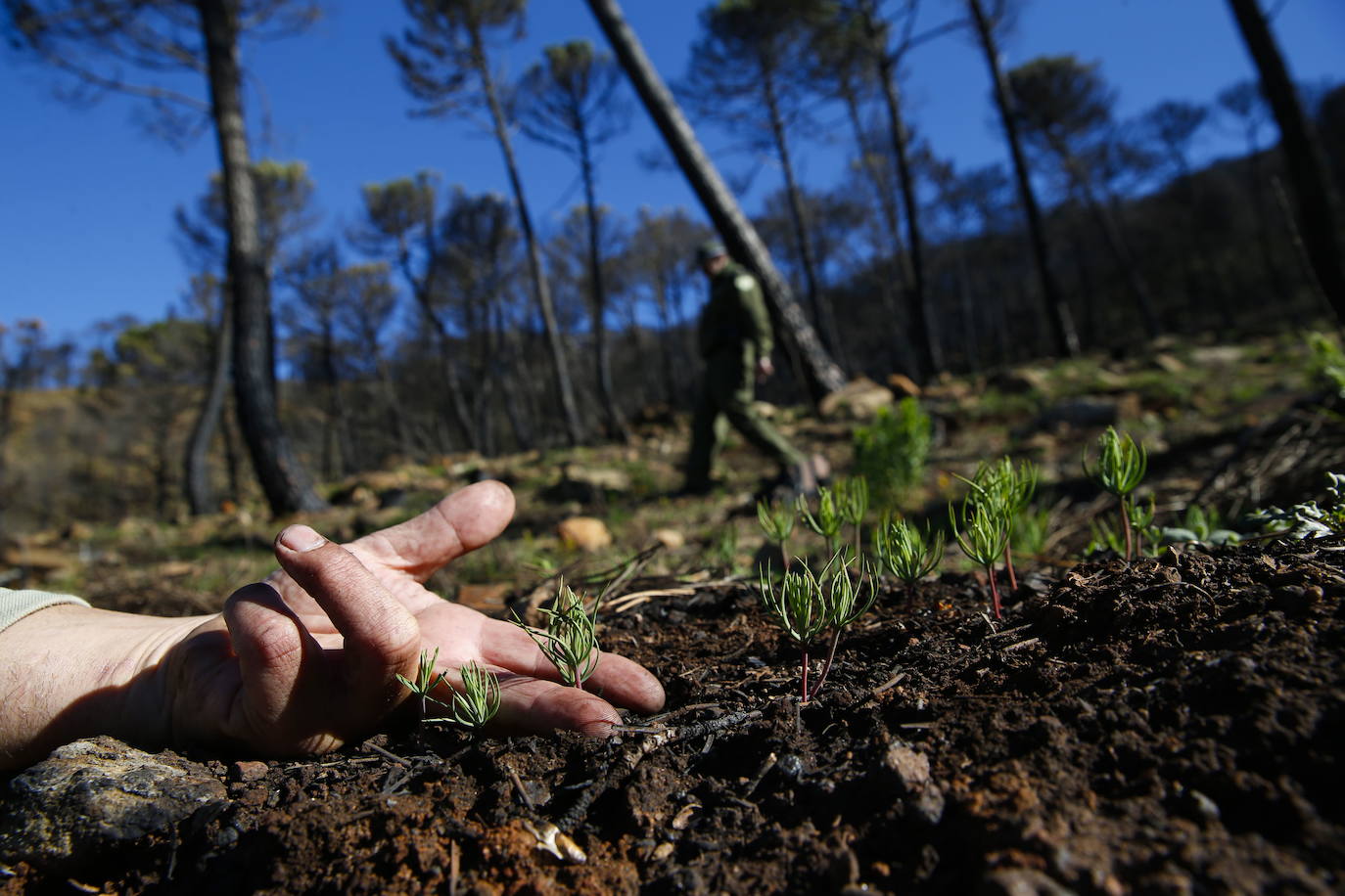 Más de 9.000 hectáreas de bosque quedaron aniquilados por el fuego. Una visita a la zona afectada, seis meses después, revela cómo la naturaleza trata de recuperarse en el Valle del Genal