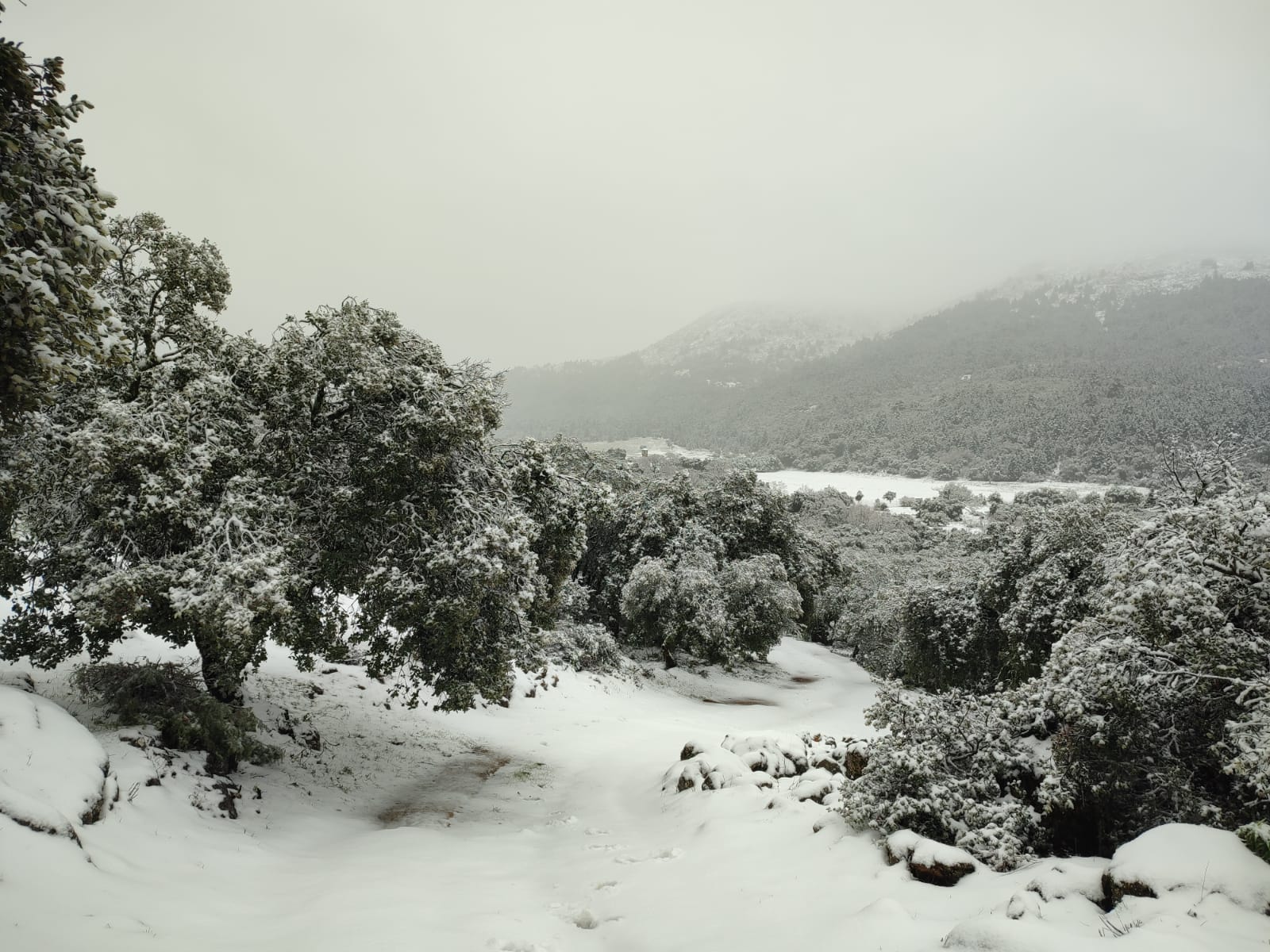 El paso de la borrasca Celia deja nieve y lluvia en distintos puntos de la provincia malagueña. En la imagen, el cortijo Las Navas de los Pinsapos, en Parauta.