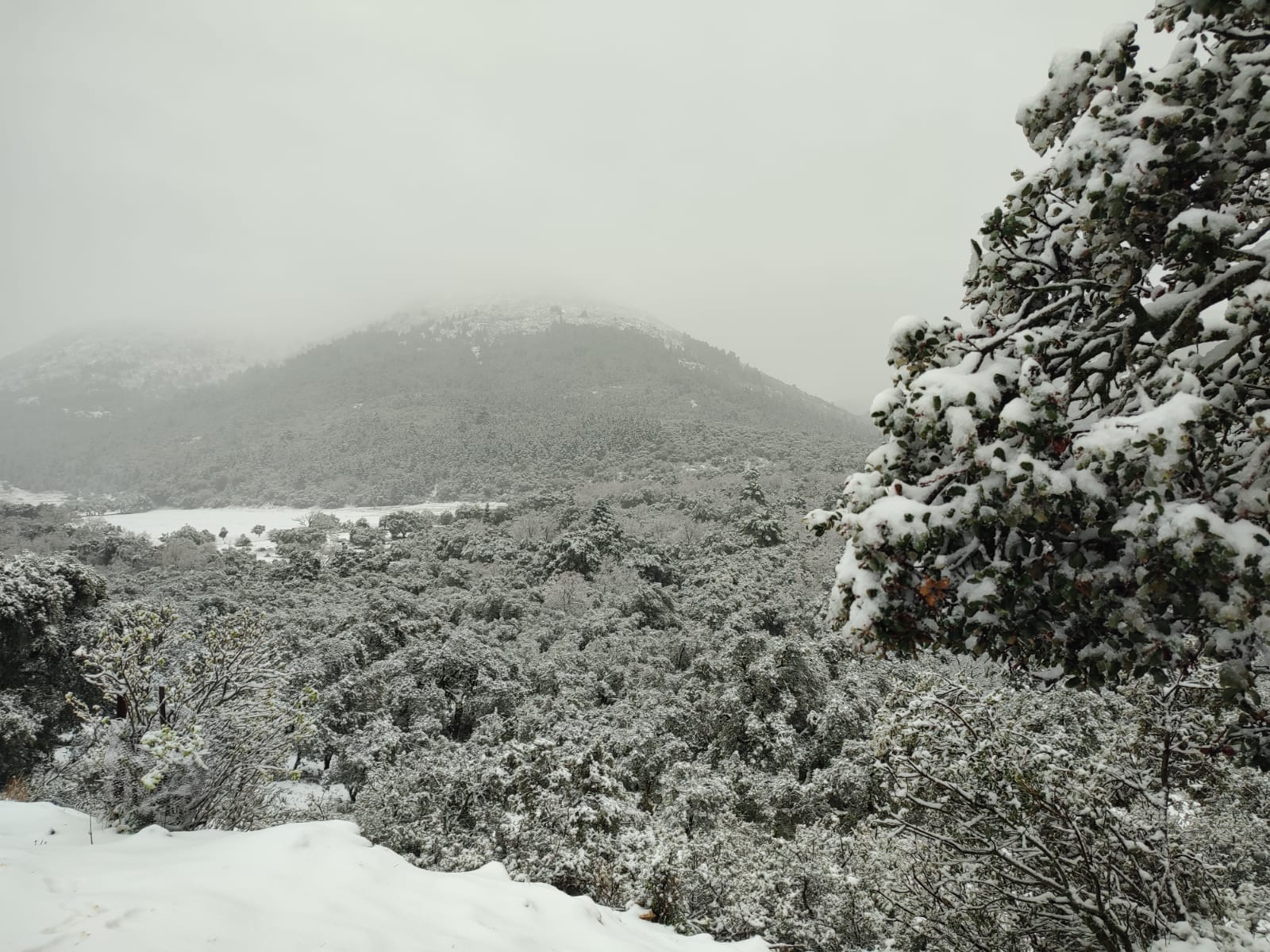 El paso de la borrasca Celia deja nieve y lluvia en distintos puntos de la provincia malagueña. En la imagen, el cortijo Las Navas de los Pinsapos, en Parauta.