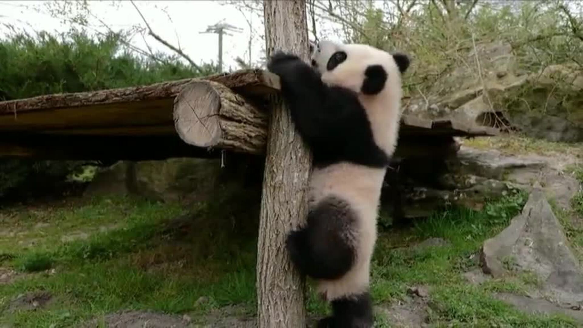 Primera salida de los dos gemelos panda, de 7 meses, en el zoo de Francia