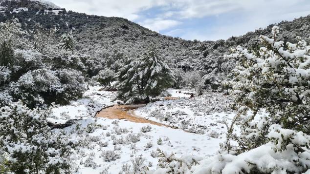 El paso de la borrasca Celia deja nieve y lluvia en distintos puntos de la provincia malagueña. El paso de la borrasca Celia deja nieve y lluvia en distintos puntos de la provincia malagueña. Acceso al parque Sierra de las Nieves