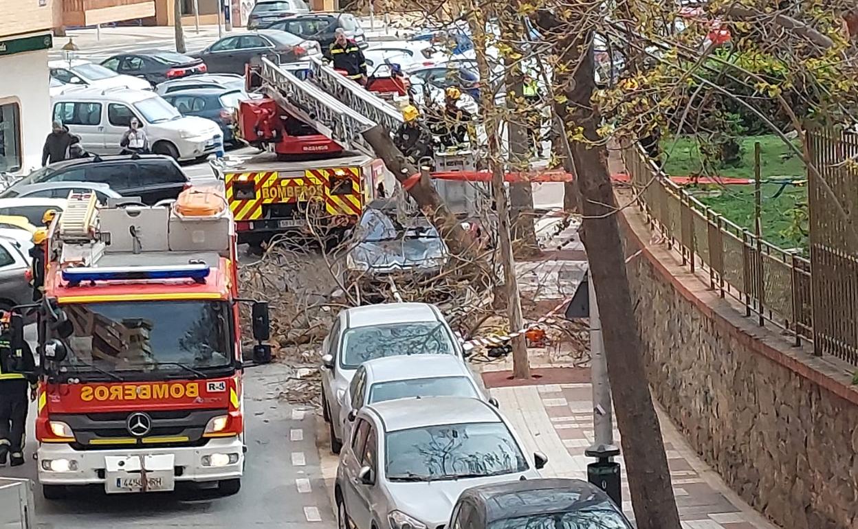 Bomberos intervienen por la caída de un árbol en la calle San Millán. 