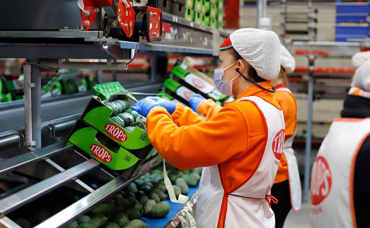 Envasado de aguacates en las instalaciones de Trops en Vélez-Málaga. 