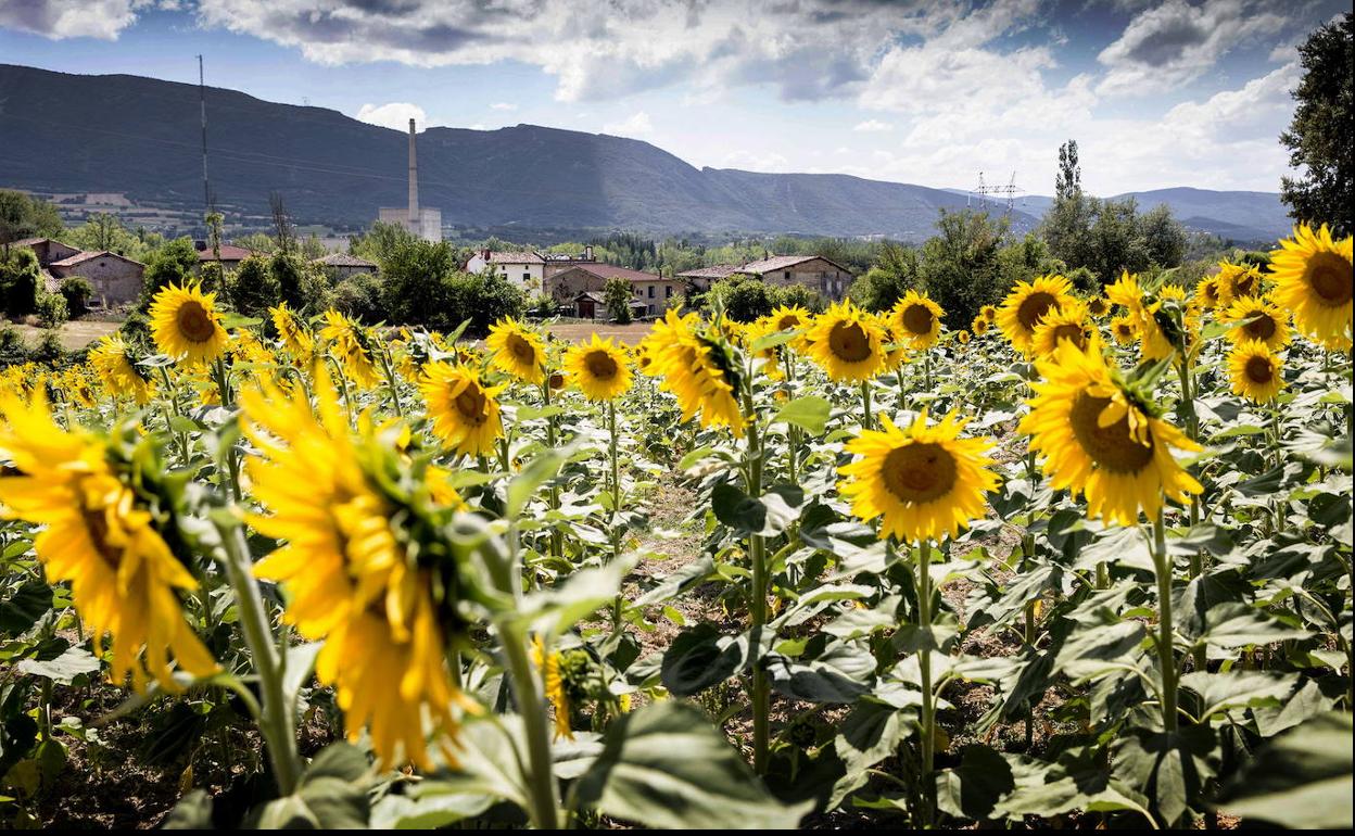 Un campo de girasoles en Burgos.