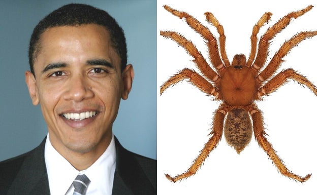 Nueve especies diferentes, desde lagartos extinguidos hasta arañas trampilla deben su nombre al expresidente de Estados Unidos, Barack Obama, lo que es más que cualquiera de sus predecesores, aunque Theodore Roosevelt tiene un cercano segundo lugar con siete.