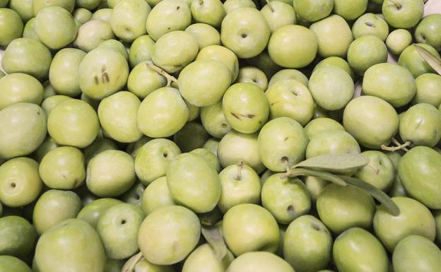 Aceitunas aloreñas de Málaga.