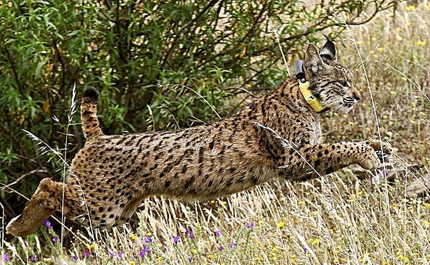 Ejemplar de un lince ibérico.