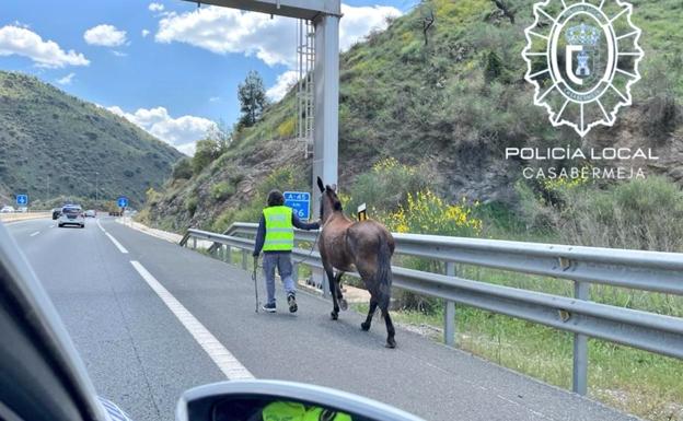 Capturan en Casabermeja a un caballo que iba a galope por plena autovía A-45