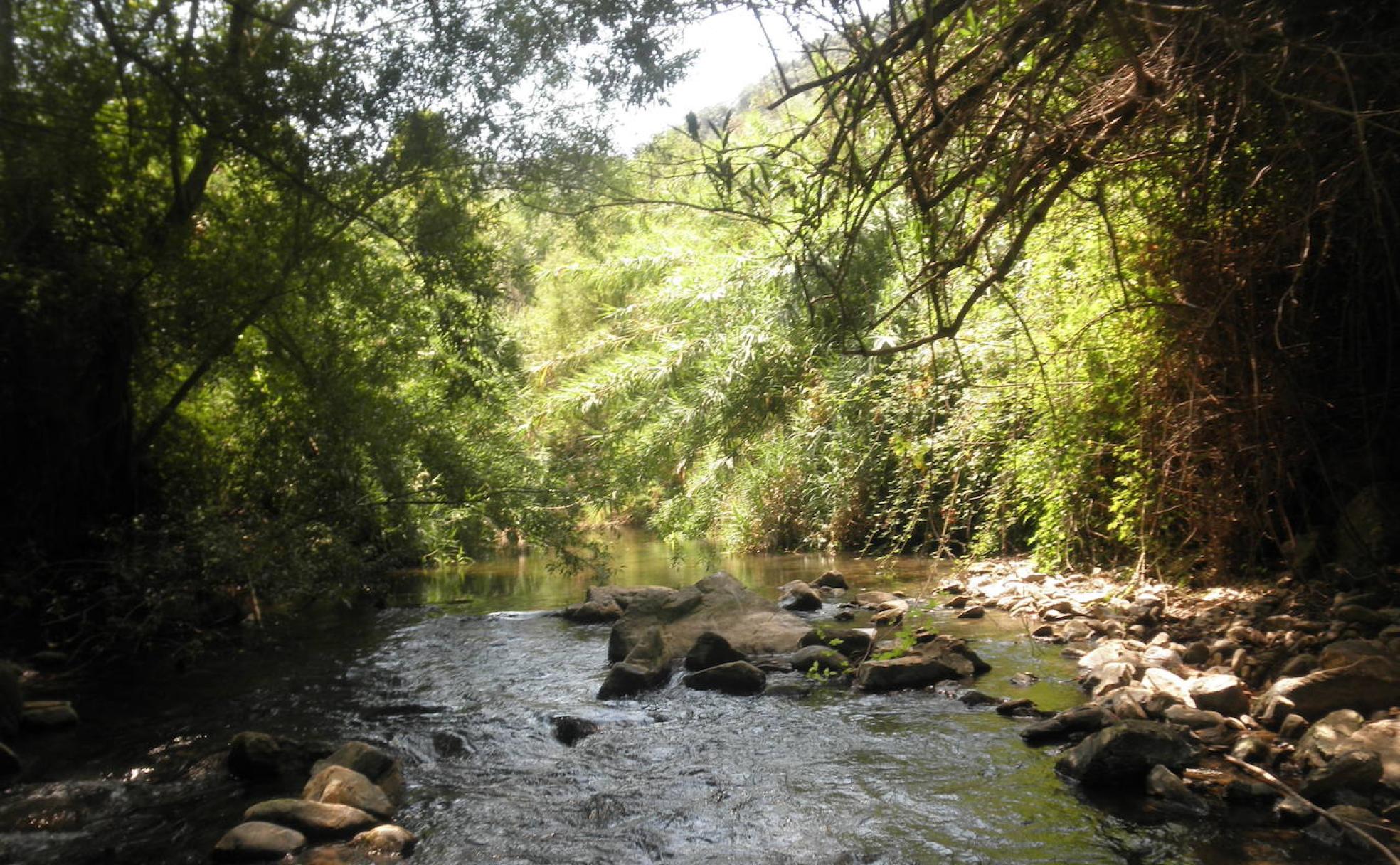 Ribera. El principal río de esta zona de la Serranía ofrece estos días una vegetación exuberante.