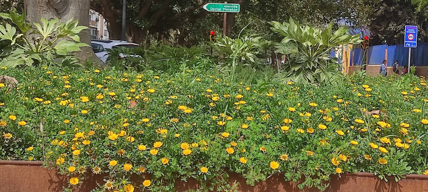 Eclosión de colores y aromas en los parques y jardines de Málaga 