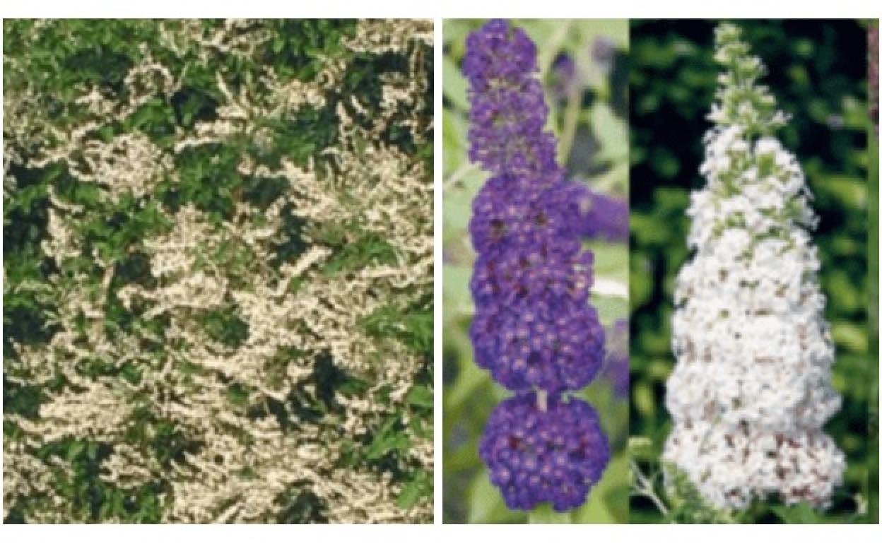 Florece abundantemente Polygonum aubertii y mariposa Buddleja.