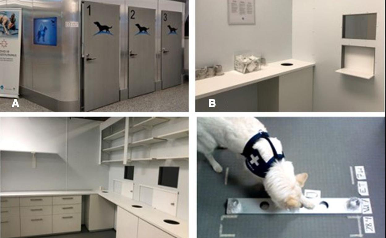 Uno de los perros en el entorno de pruebas.